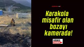 Karakola misafir olan bozayı kamerada!