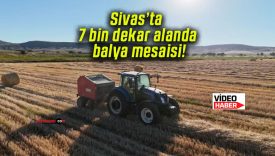 Sivas’ta 7 bin dekar alanda balya mesaisi!