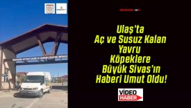Ulaş’ta Aç ve Susuz Kalan Yavru Köpeklere Büyük Sivas’ın Haberi Umut Oldu!