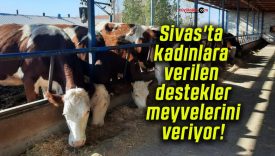 Sivas’ta kadınlara verilen destekler meyvelerini veriyor!