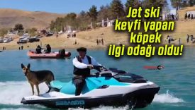 Jet ski keyfi yapan köpek ilgi odağı oldu!