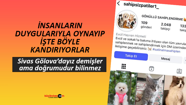 Sahte barınak hesabıyla hayvan sever dolandırıldı