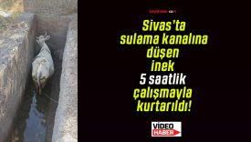 Sivas’ta sulama kanalına düşen inek 5 saatlik çalışmayla kurtarıldı!