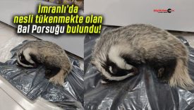 İmranlı’da nesli tükenmekte olan Bal Porsuğu bulundu!