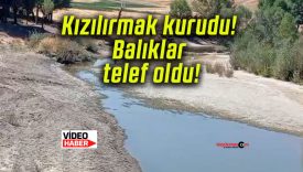 Kızılırmak kurudu! Balıklar telef oldu!
