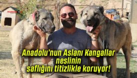 Anadolu’nun Aslanı Kangallar neslinin saflığını titizlikle koruyor!