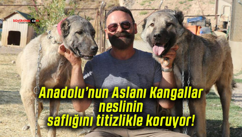 Anadolu’nun Aslanı Kangallar neslinin saflığını titizlikle koruyor!
