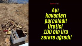 Ayı kovanları parçaladı! Üretici 100 bin lira zarara uğradı!