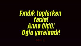 Fındık toplarken facia! Anne öldü! Oğlu yaralandı!