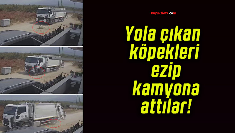 Yola çıkan köpekleri ezip kamyona attılar!