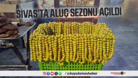 Sivas’ta aluç sezonu açıldı