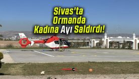 Sivas’ta Ormanda Kadına Ayı Saldırdı!