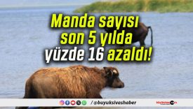 Manda sayısı son 5 yılda yüzde 16 azaldı!