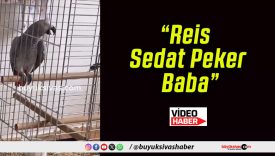 “Reis Sedat Peker Baba”