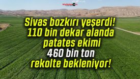 Sivas bozkırı yeşerdi! 110 bin dekar alanda patates ekimi 460 bin ton rekolte bekleniyor!
