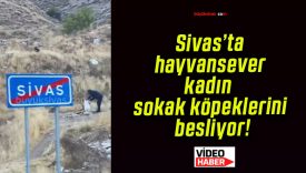 Sivas’ta hayvansever kadın sokak köpeklerini besliyor!