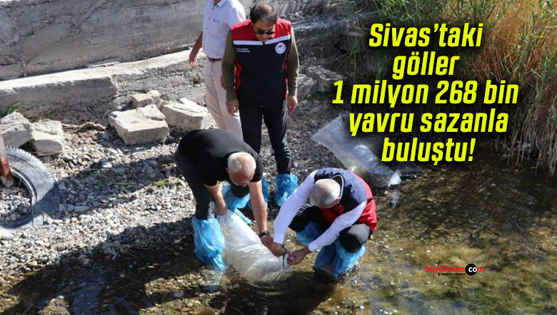 Sivas’taki göller 1 milyon 268 bin yavru sazanla buluştu!