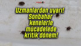 Uzmanlardan uyarı! Sonbahar kenelerle mücadelede kritik dönem!