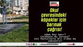 Okul çevresindeki köpekler için barınak çağrısı!