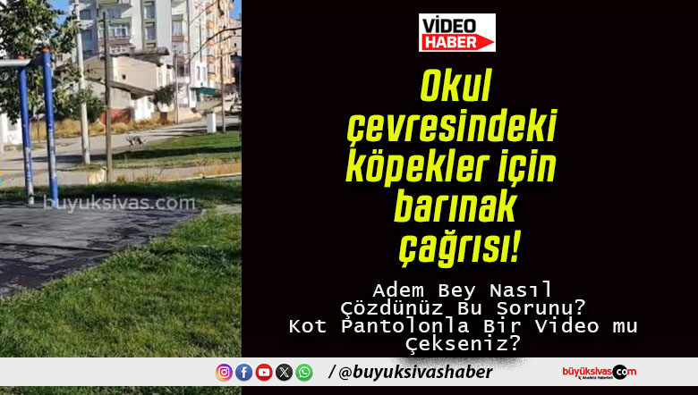Okul çevresindeki köpekler için barınak çağrısı!