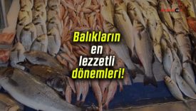 Balıkların en lezzetli dönemleri!