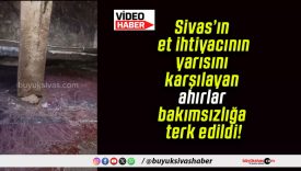 Sivas’ın et ihtiyacının yarısını karşılayan ahırlar bakımsızlığa terk edildi!