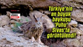 Türkiye’nin en büyük baykuşu ‘Puhu’ Sivas’ta görüntülendi!