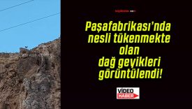 Paşafabrikası’nda nesli tükenmekte olan dağ geyikleri görüntülendi!