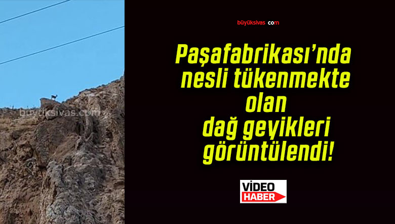 Paşafabrikası’nda nesli tükenmekte olan dağ geyikleri görüntülendi!