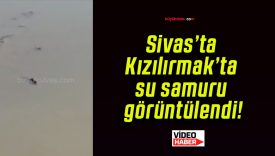 Sivas’ta Kızılırmak’ta su samuru görüntülendi!