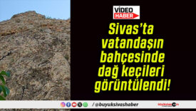 Sivas’ta vatandaşın bahçesinde dağ keçileri görüntülendi!