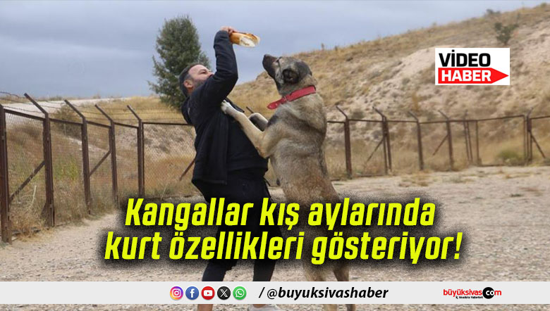 Kangallar kış aylarında kurt özellikleri gösteriyor!
