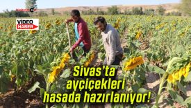 Sivas’ta ayçiçekleri hasada hazırlanıyor!