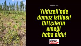 Yıldızeli’nde domuz istilası! Çiftçilerin emeği heba oldu!