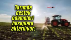 Tarımda destek ödemeleri hesaplara aktarılıyor!