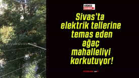 Sivas’ta elektrik tellerine temas eden ağaç mahalleliyi korkutuyor!