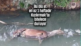 Sivas Zara’da çevreyi tehdit eden üzücü olay!