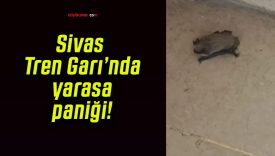 Sivas Tren Garı’nda yarasa paniği!