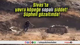 Sivas’ta yavru köpeğe sopalı şiddet! Şüpheli gözaltında!