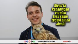 Sivas’ta kanadından vurulan kızıl şahin tedavi altına alındı!