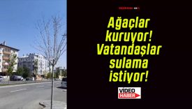 Ağaçlar kuruyor! Vatandaşlar sulama istiyor!