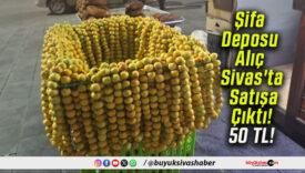 Şifa Deposu Alıç Sivas’ta Satışa Çıktı! 50 TL!