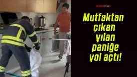 Mutfaktan çıkan yılan paniğe yol açtı!