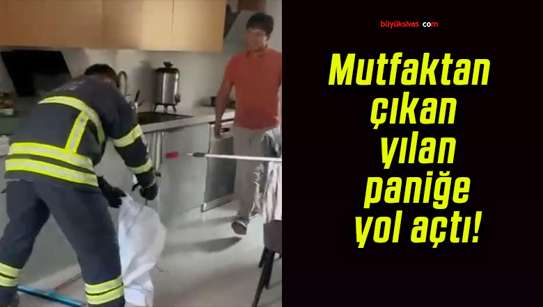 Mutfaktan çıkan yılan paniğe yol açtı!
