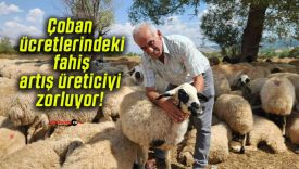 Çoban ücretlerindeki fahiş artış üreticiyi zorluyor!
