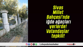 Sivas Millet Bahçesi’nde iğde ağaçları yerlerde! Vatandaşlar tepkili!