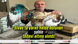 Sivas’ta yaralı halde bulunan şahin tedavi altına alındı!