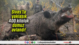 Sivas’ta avcıların karşısına 400 kiloluk dev domuz çıktı!
