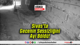 Sivas’ta Gecenin Sessizliğini Ayı Böldü!
