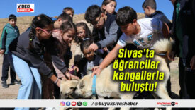 Sivas’ta öğrenciler Anadolu’nun aslanı kangallarla buluştu!